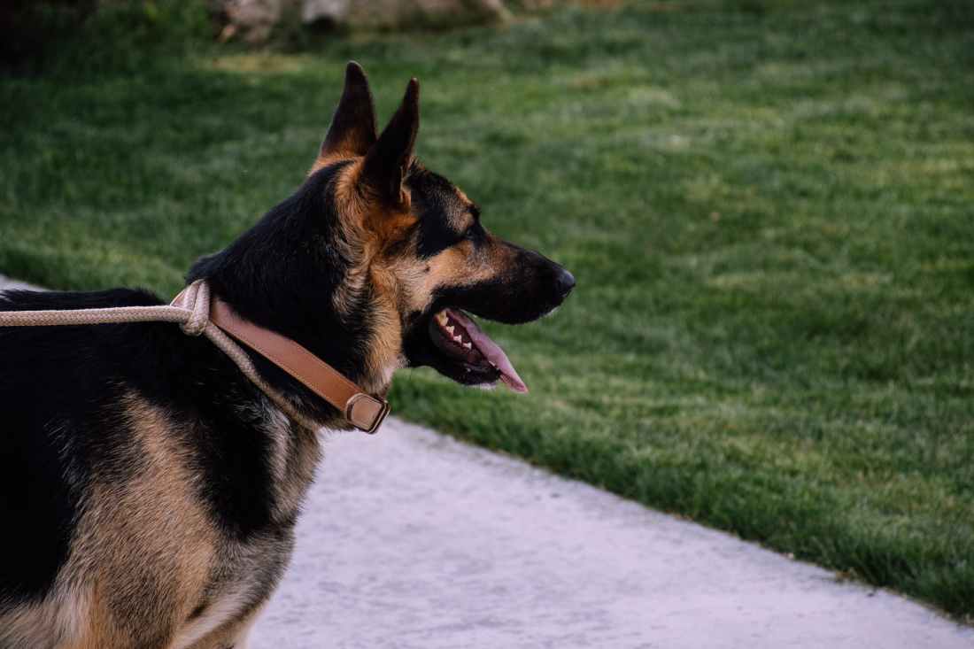 adult german shepherd